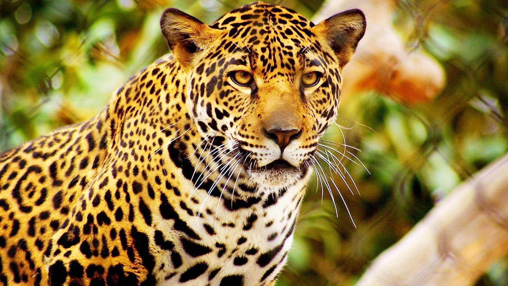 Jaguares en peligro de extinción en la península maya.