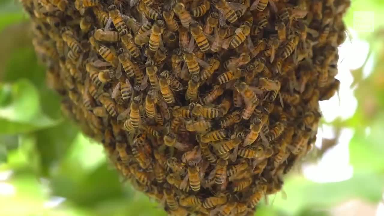 Desastre natural en Croacia: se pierden millones de abejas.