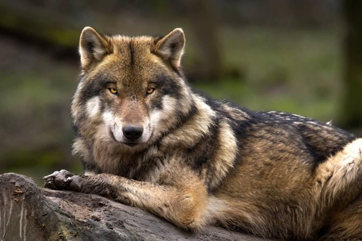Lobo gris mexicano escapa de la Lista Roja de animales en peligro de extinción.