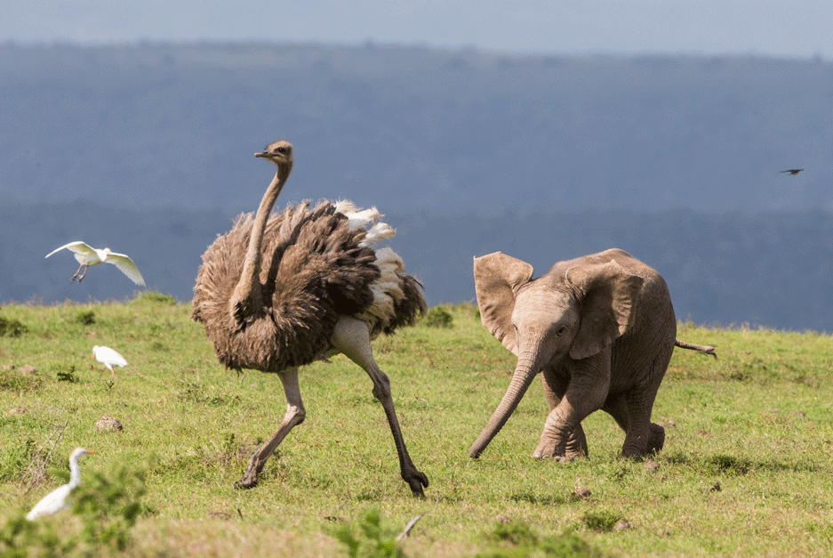 El elefante sin madre que se hace mejor amigo de un  avestruz.