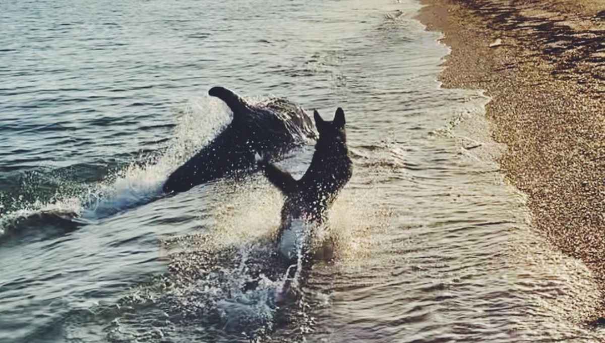 INCREÍBLE: captan en video el momento en que un perro juega con delfines.