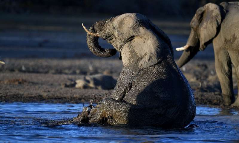 Alerta en Botswana por misteriosa pérdida de 356 elefantes.