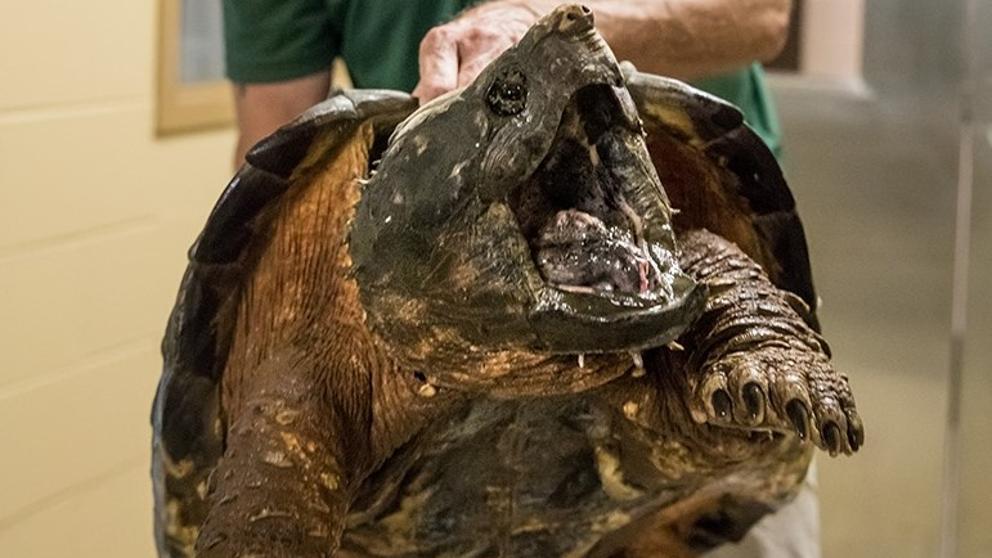 Lord Fairfax, la tortuga caimán rescatada en Virginia.