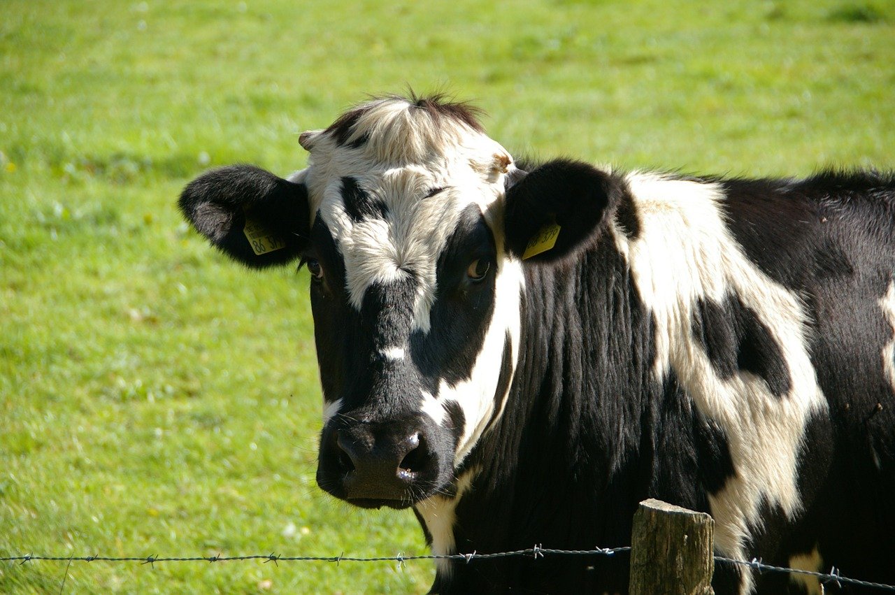 ¿Qué significa cuando las vacas mugen?