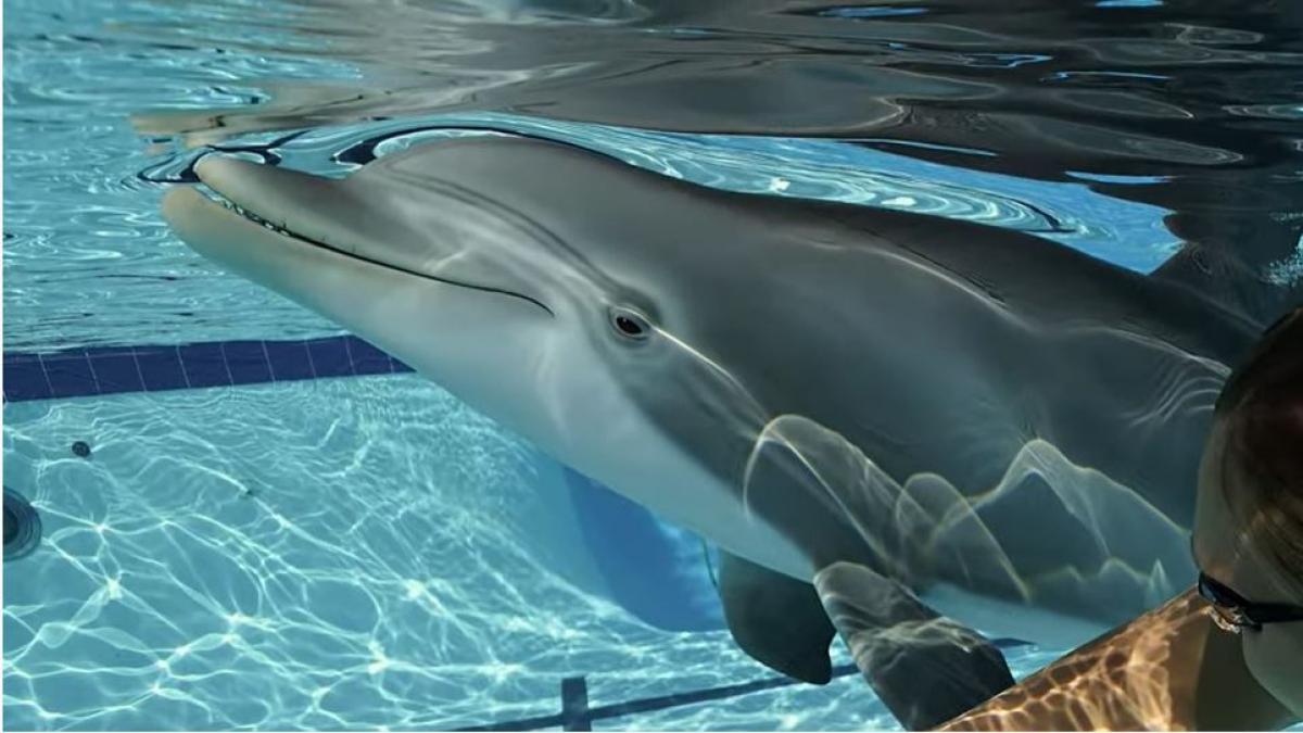 Con delfines robóticos los acuarios dan solución al cautiverio animal.