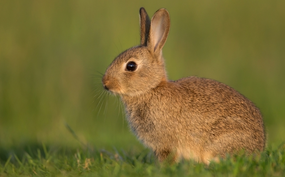 Conejo común declarado en peligro de extinción: Lista Roja de UICN.
