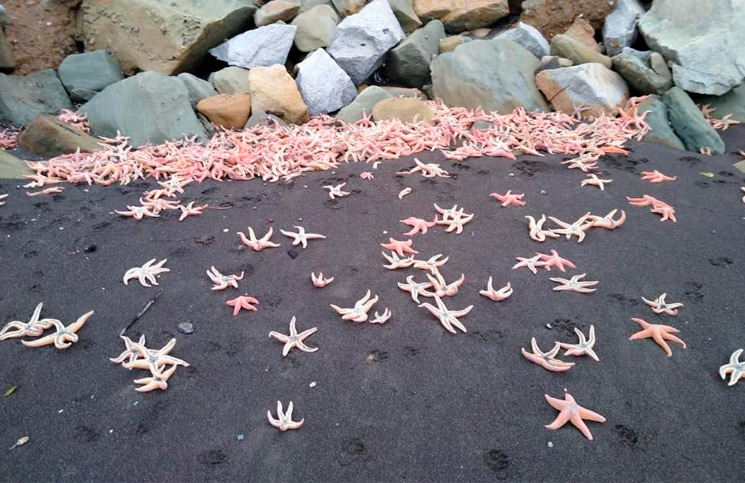 Cientos de ejemplares de estrellas de mar quedan varadas a orillas de playa en Chile.