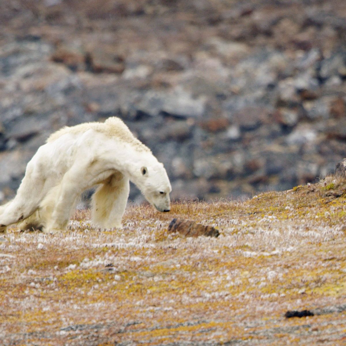 Especialistas advierten: osos polares se extinguirán a final de siglo XXI.