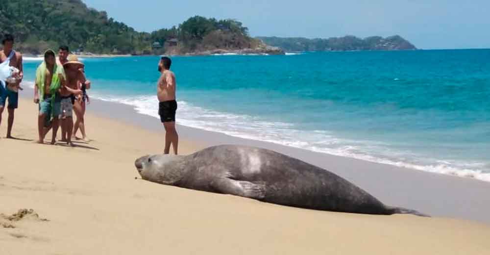 Conoce a «Panchito», el elefante marino varado en playas nayaritas.
