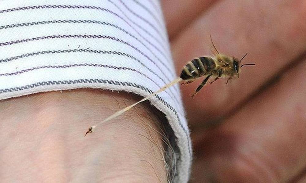 En la toxina de las abejas, podría estar la cura contra virus y bacterias.