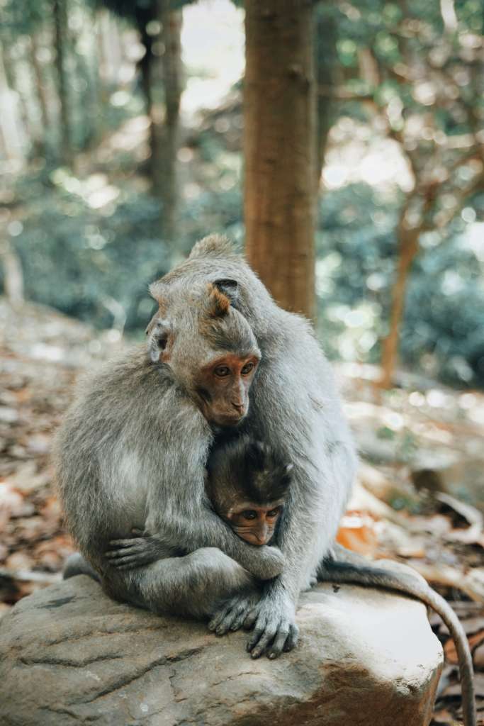 Dos monos protegen a su hermano que padece síndrome de Down.
