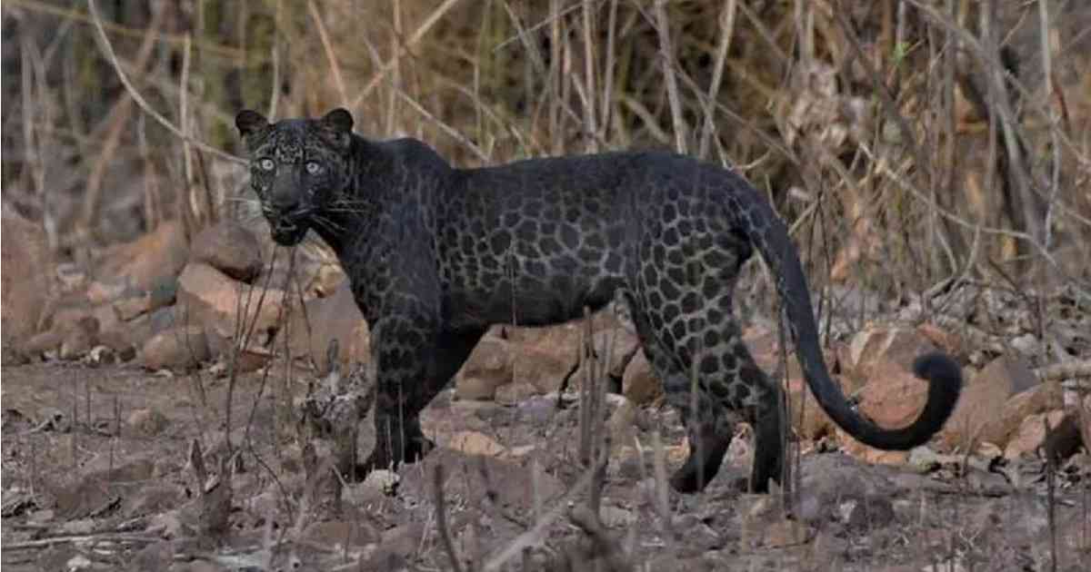 Increíble y maravilloso avistamiento de Leopardo negro.