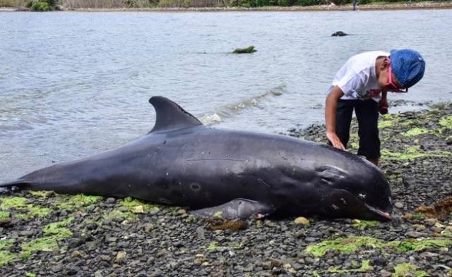 18 delfines y marsopas han perdido la vida cerca del derrame de petróleo en Mauricio.