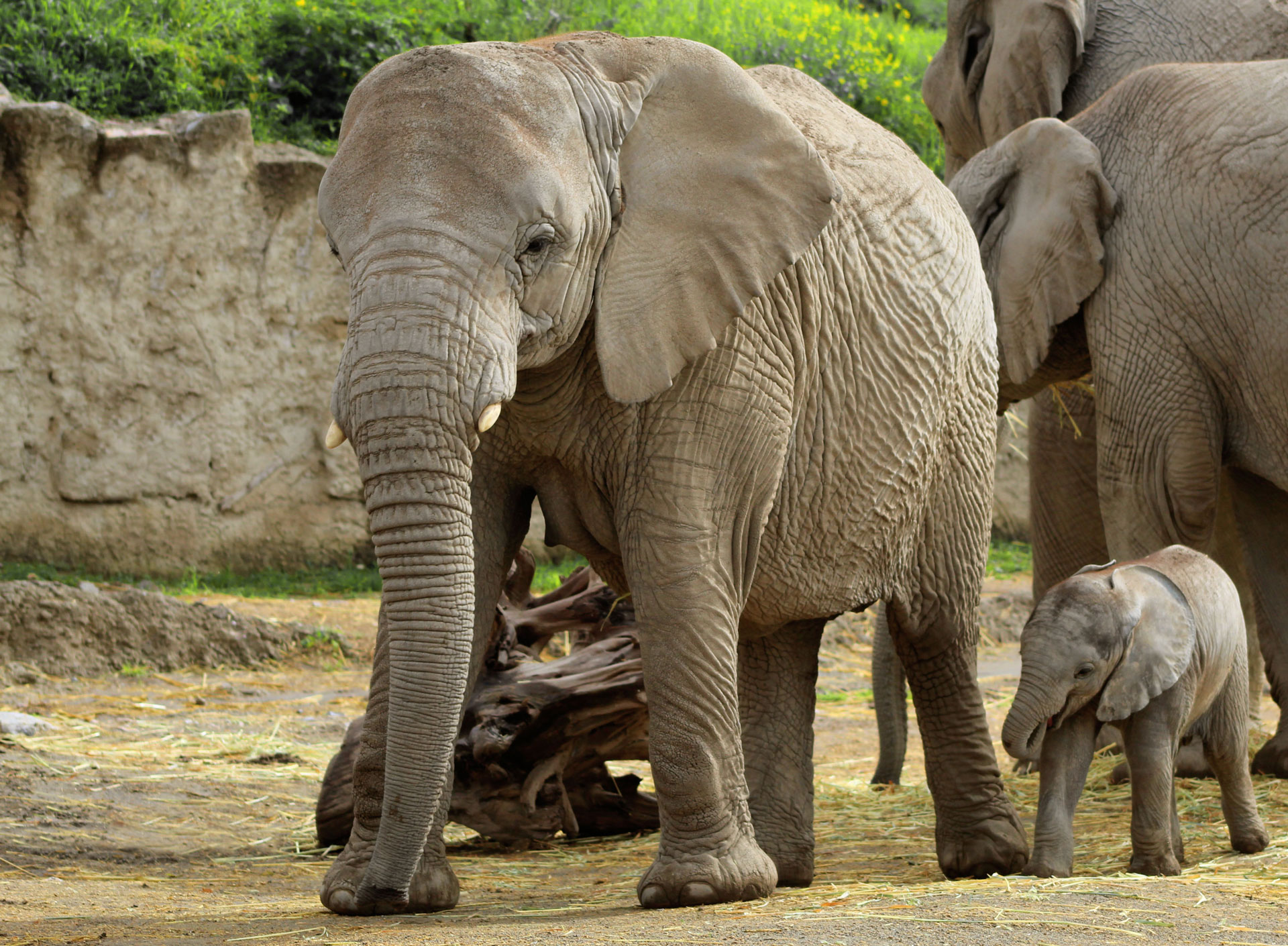 Nacen dos elefantes en el parque mexicano de Africam Safari.