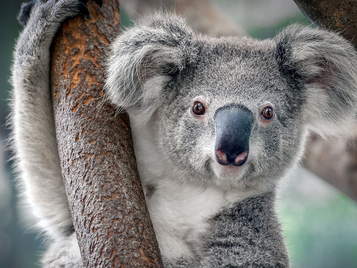 Increíble: captan en video a Koala brincando entre árboles.
