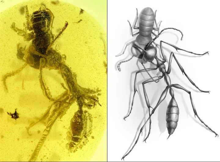 Extraña hormiga infernal es encontrada en ámbar de 99 millones de años con un insecto en sus fauces.