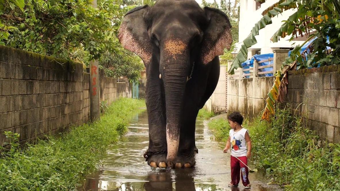 El vínculo entre una niña de dos años y una elefanta: mejores amigas por siempre.