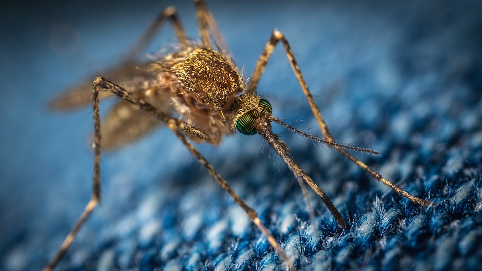 750 millones de mosquitos genéticamente modificados serán liberados en Florida.