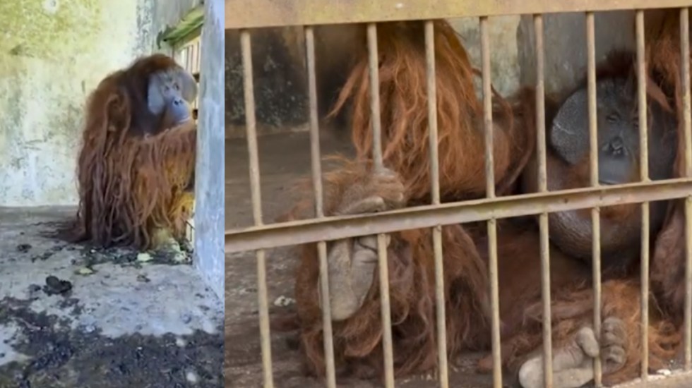 Dos orangutanes logran su libertad tras años de vivir enjaulados.