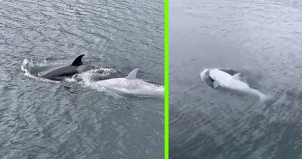Hallazgo de orca blanca que brilla bajo el agua en Alaska.