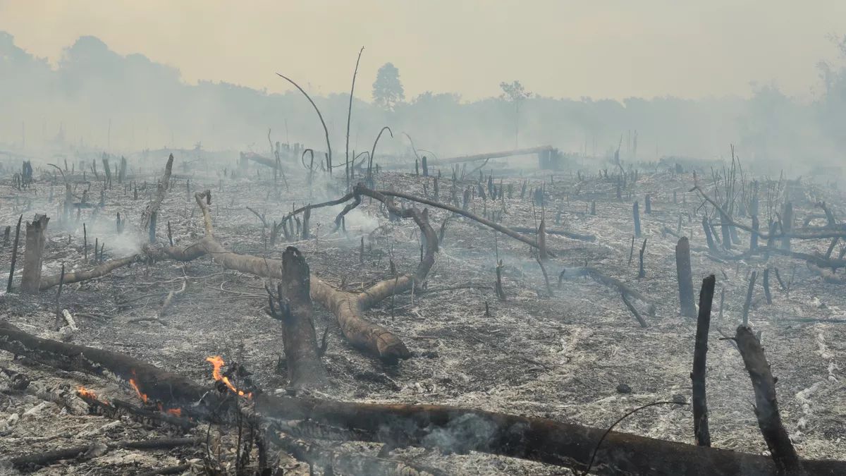 Deforestación del Amazonas peruano por mineros ilegales y menonitas.