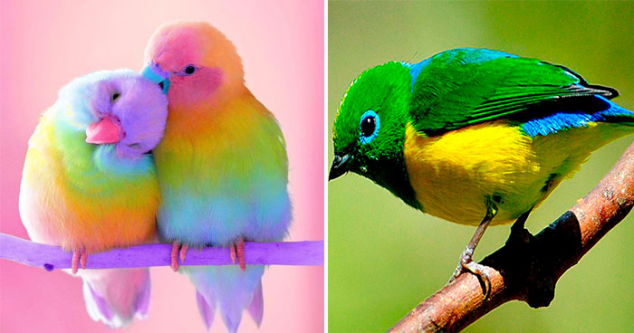 Las aves más hermosas y majestuosas del mundo.
