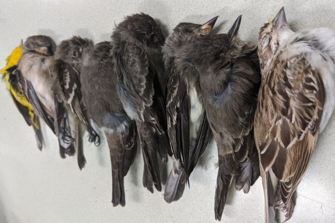 Miles de aves migratorias se desplomaron del cielo, científicos investigan la causa.