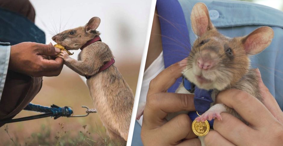 Medalla de Oro para Magawa: la rata detectora de minas y salvadora de vidas.