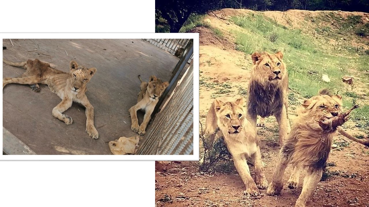 Impresionante: imágenes del antes y después de 10 leones rescatados de su cautiverio.