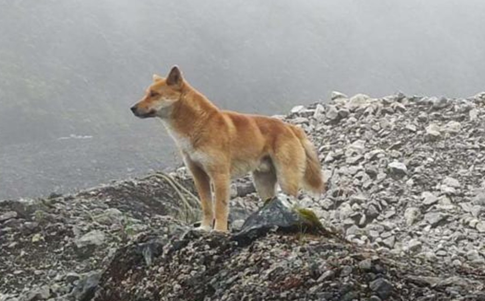 «Perro cantor» de Nueva Guinea regresa de su extinción.