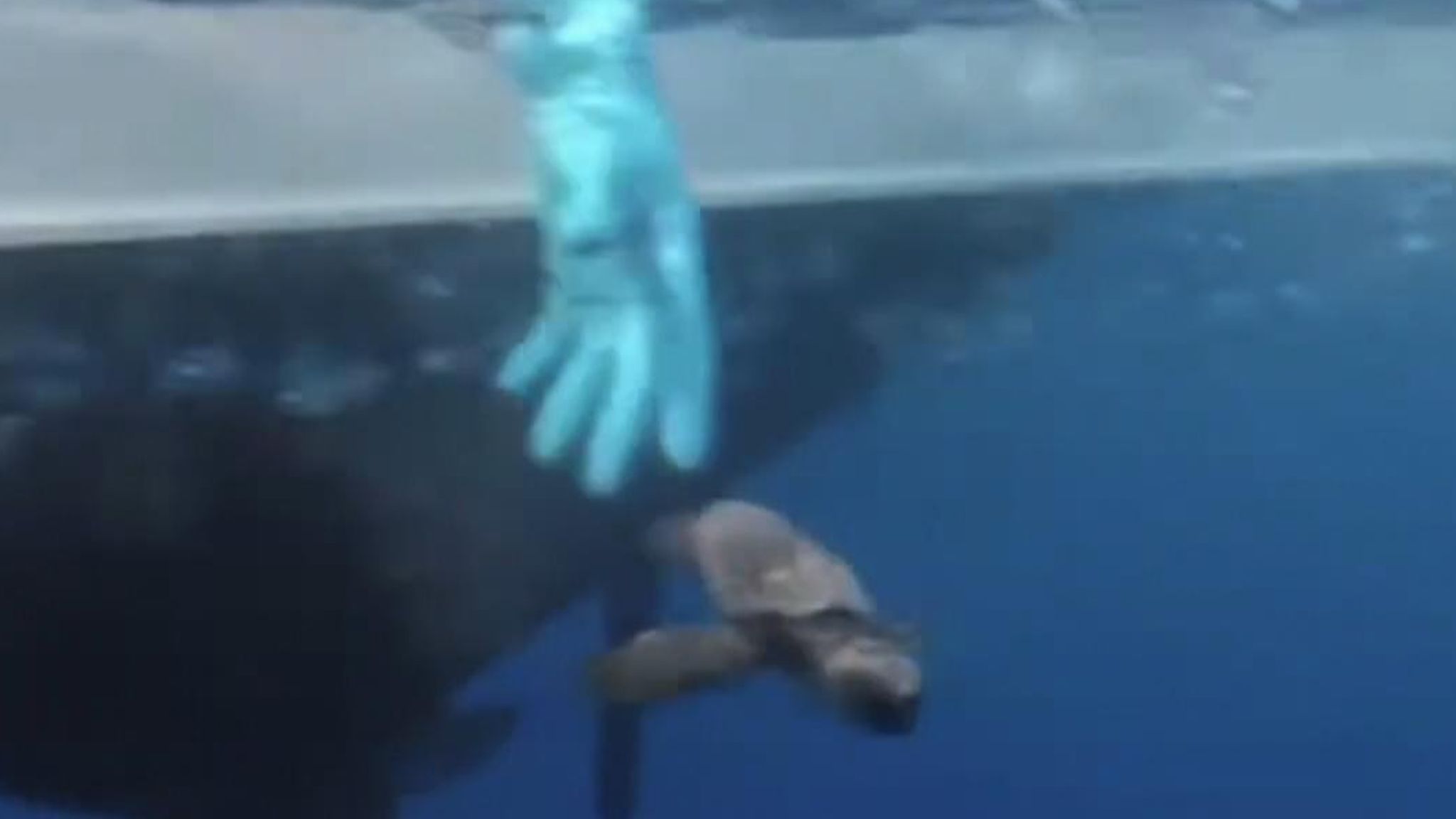 Rescatan a 26 crías de tortuga en plena tormenta marina.