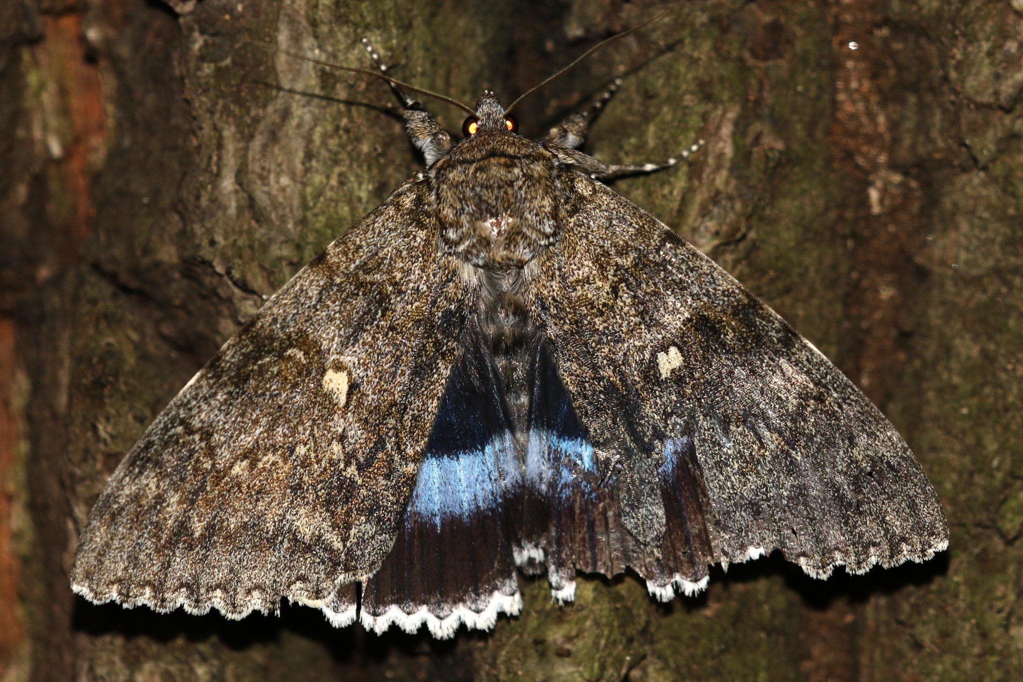 Rara mariposa del tamaño de un pájaro vista en Chernobyl.