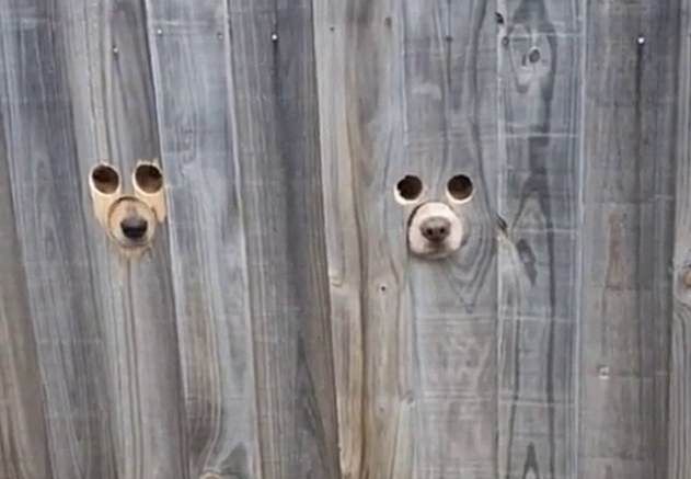 Mujer hace agujeros en su cerca para que sus perros la vean pasar.