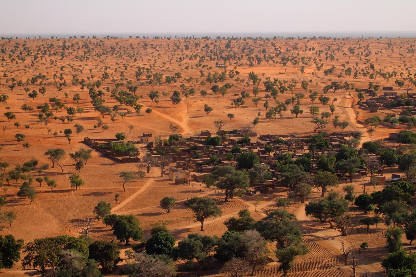 Hallaron millones de árboles en el desierto del Sahara.