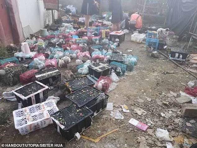 Indignante: 5,000 animales sin vida en cajas de envío en almacén de China.
