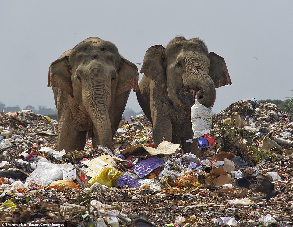 Desgarradoras imágenes de elefantes comiendo basura en Sri Lanka.