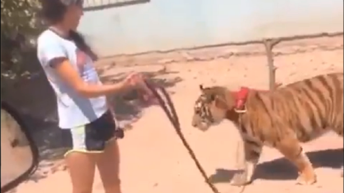 Chica pasea tigre en México (video viral).