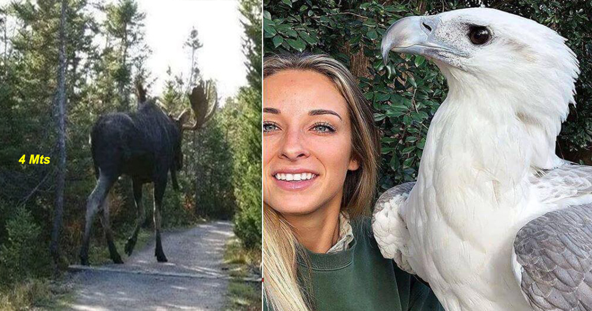 20 animales gigantes que no parecen que fueran reales