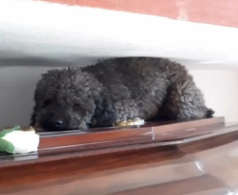 Benito el perro que no olvida a su dueña (video viral).