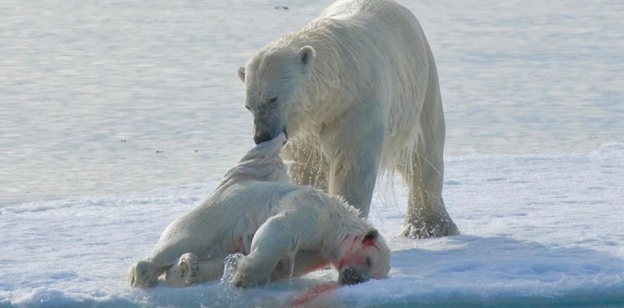 Los osos polares se están volviendo caníbales.