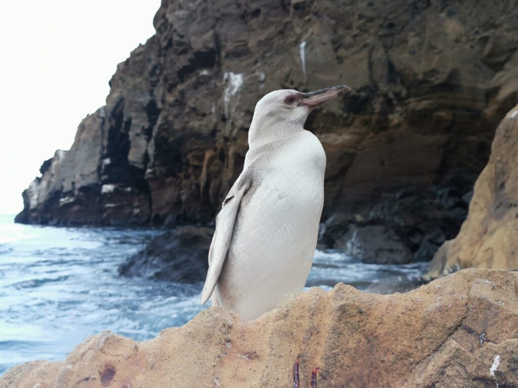 pingüino blanco