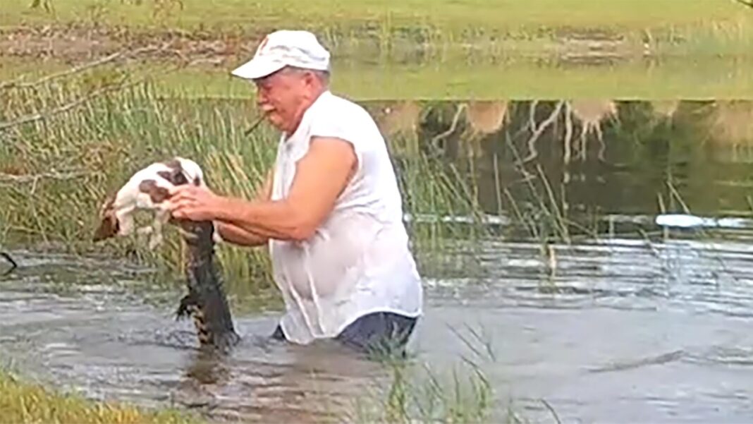 Viral: Hombre rescata a cachorro de las fauces de un cocodrilo.