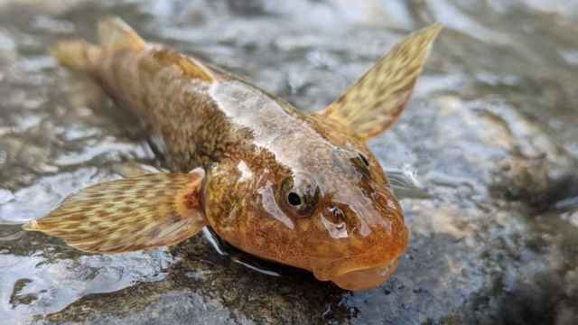Asprete, el pez de 65 millones de años de Rumania.
