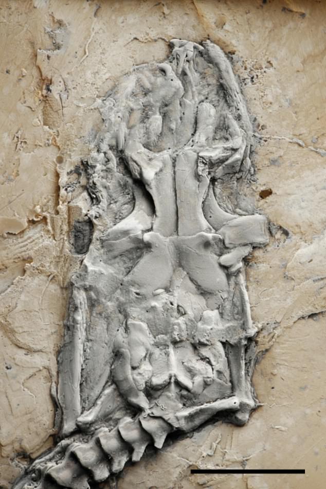 La pitón más antigua del mundo al descubierto.