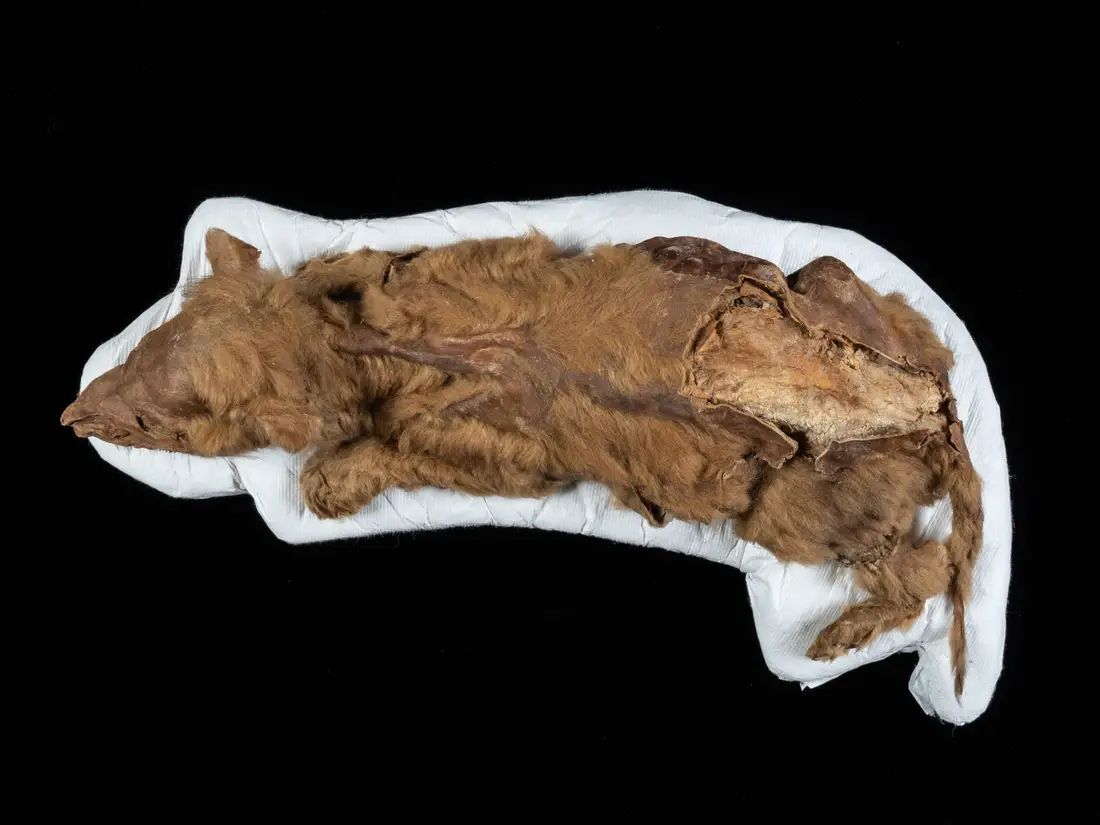 Momia de cachorro de lobo encontrado intacto en el permafrost.