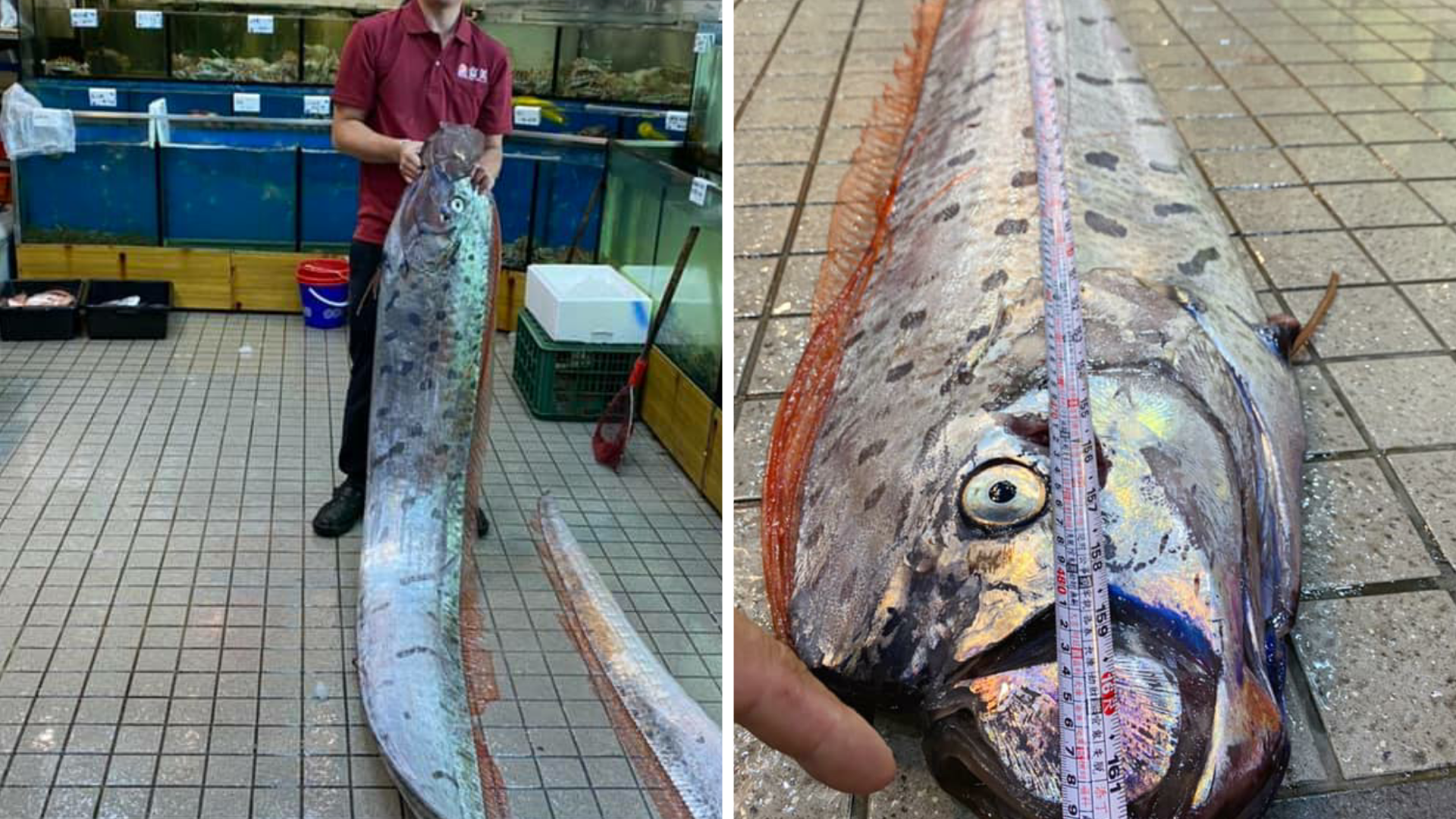 Un solitario pescador capturó un pez remo o «pez de los terremotos».