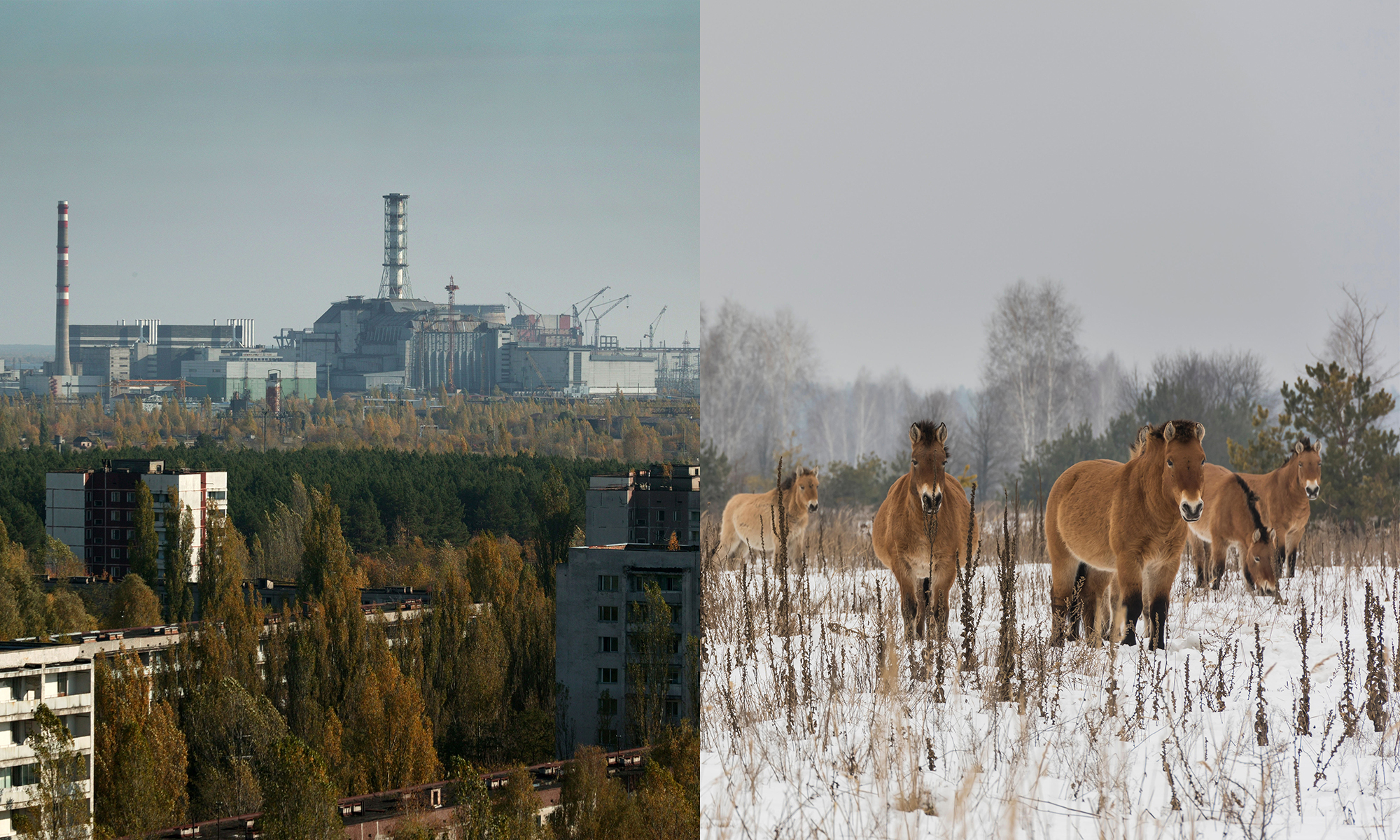 Chernobyl: de desastre nuclear a éxito para la vida silvestre.