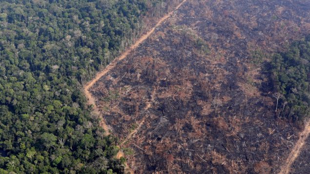 deforestación de la Amazonia