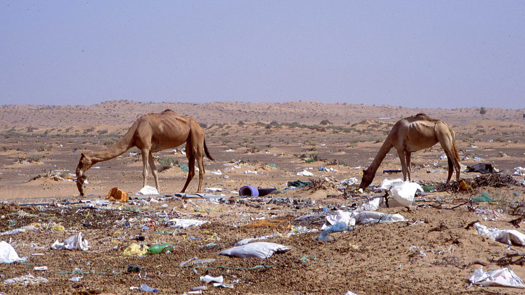 Camellos fallecen al confundir plástico con comida.