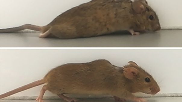 ratones con parálisis